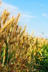 Obraz premium Golden ripe wheat under blue sky in sunlight in summer