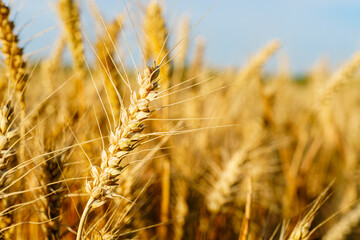 Golden ripe wheat under blue sky in sunlight in summer