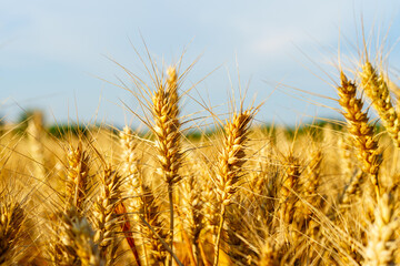 Golden ripe wheat under blue sky in sunlight in summer