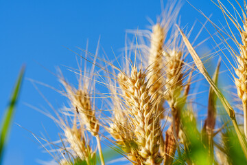 Fototapeta premium Golden ripe wheat under blue sky in sunlight in summer