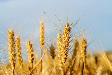 Golden ripe wheat under blue sky in sunlight in summer