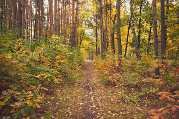 ścieżka  © Marcin Łazarczyk