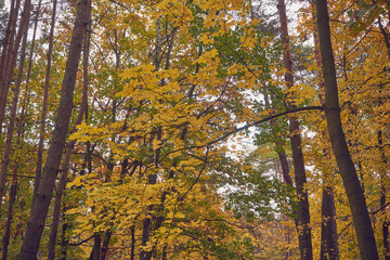 drzewa,park  © Marcin Łazarczyk