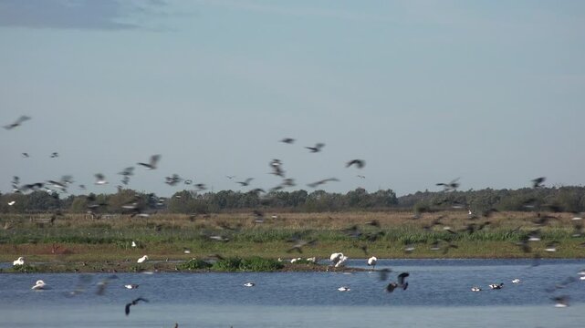 Nature reserve with wading birds flying. Wild places in England with animals of all kinds in a crowded country UK 4K