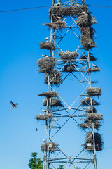 A large power line structure covered with multiple stork nests, each occupied by storks resting or standing © wundermann
