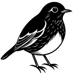 bird on a Robin bird white background
