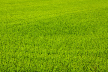 A vast, vibrant green field covered in dense grass or crops, stretching across the frame