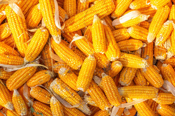 Piles of corn are placed in the fields from the results of the collection after the main harvest, Corn harvest farming is planting in the fields