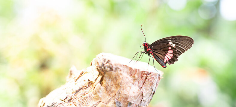 Parides iphidamus Schmetterling (Rinderherz)