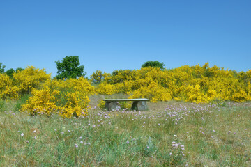 Schafberg Nature Reserve close to Middelhagen in Moenchgut,Ruegen,baltic Sea,Mecklenburg-Vorpommern,Germany