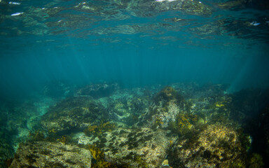 Rock and seaweed view on the ocean floor.