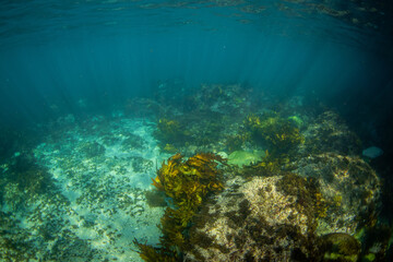 Rock and seaweed view on the ocean floor.