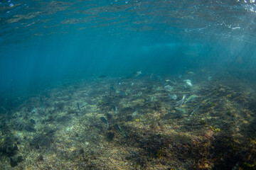 Group of fish under light rays swimming close the ocean floor.