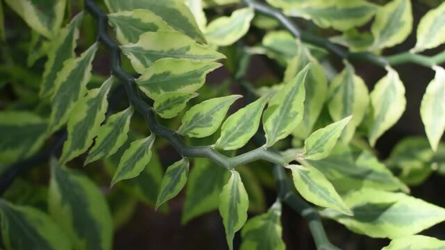 Devil's Backbone (Euphorbia tithymaloides) Close-up of the zig-zag stems and variegated green leaves of the Devil's Backbone plant (Euphorbia tithymaloides)