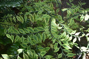 Devil's Backbone (Euphorbia tithymaloides) Close-up of the zig-zag stems and variegated green leaves of the Devil's Backbone plant (Euphorbia tithymaloides)