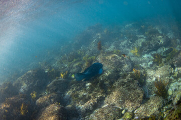 Big blue grouper swimming near the ocean floor.