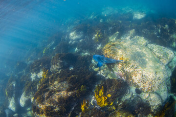 Big blue grouper swimming near the ocean floor.