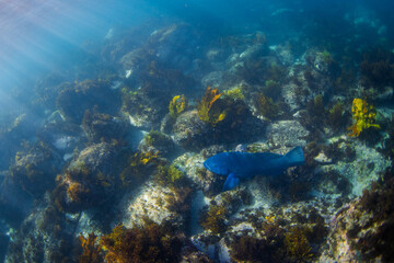 Big blue grouper swimming near the ocean floor.