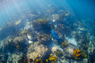 Big blue grouper swimming near the ocean floor.