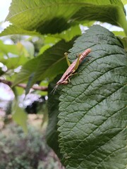 Pink Grasshopper in the Farmlands