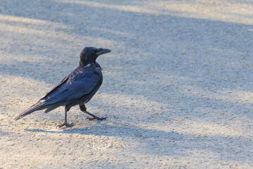 A black crow is walking on a sidewalk