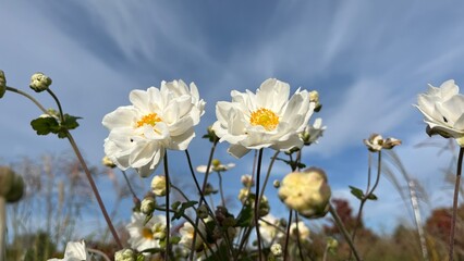 Whirlwind Anemone. Beautiful white flowers against blue sky. Nature background of flowers.