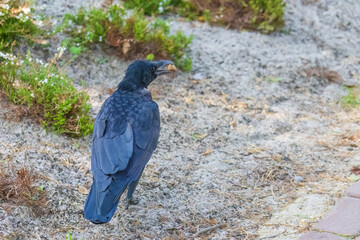 A black crow is walking on a sidewalk