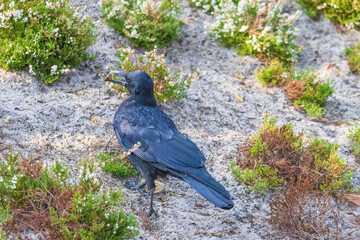 A black crow is walking on a sidewalk