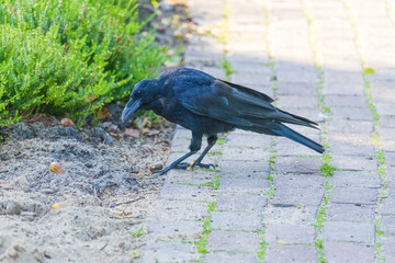 A black crow is walking on a sidewalk
