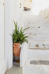 A picturesque staircase on Hydra Island in Greece displays charming white steps bathed in sunlight, highlighted by a clay pot brimming with vibrant greenery.