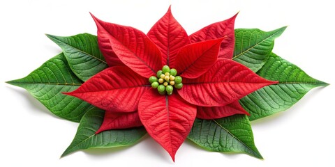 Obraz premium Red Poinsettia Flower with Green Leaves on White Background, Christmas , holiday