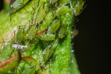 closeup of colony of aphids sucking on rosebud