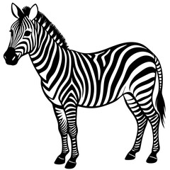 zebra vector illustration
