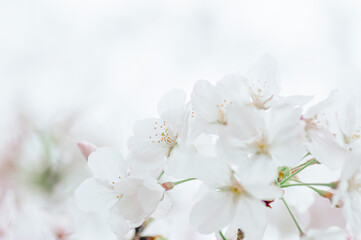満開の桜の花のクローズアップ