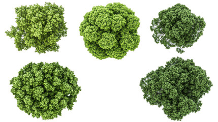 Top Views of Isolated Dense Green Foliage Trees Generative AI