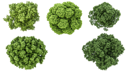 Top Views of Isolated Dense Green Foliage Trees Generative AI