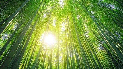 Lush Bamboo Forest with Tall Slender Shoots