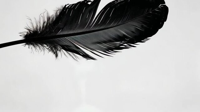 single black feather on white background, minimalist nature concept.