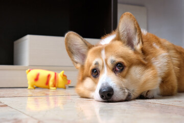 A sad Pembroke Corgi dog is lying on the floor near the exit of the apartment.