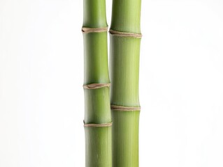 Obraz premium green background