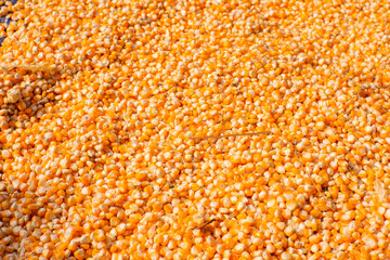 Yellow corn seeds are peeled from the cob and collected in large quantities to be dried