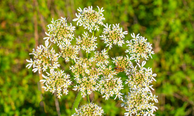Bee on a flower in wetland in autumn,  Almere, Flevoland, The Netherlands, October 15, 2024