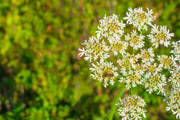 Bee on a flower in wetland in autumn,  Almere, Flevoland, The Netherlands, October 15, 2024
