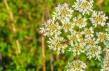 Bee on a flower in wetland in autumn,  Almere, Flevoland, The Netherlands, October 15, 2024