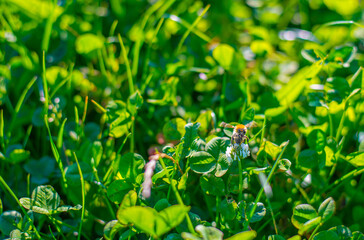 Bee on a flower in wetland in autumn,  Almere, Flevoland, The Netherlands, October 15, 2024
