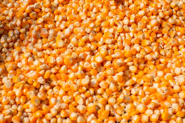 Yellow corn seeds are peeled from the cob and collected in large quantities to be dried