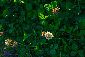Bee on a flower in wetland in autumn,  Almere, Flevoland, The Netherlands, October 15, 2024