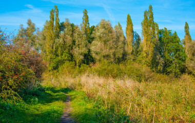 The edge of a lake in a sunny autumn,  Almere, Flevoland, The Netherlands, October 15, 2024