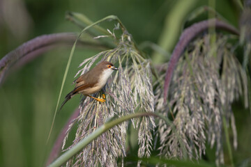 Yellow-eyed babbler