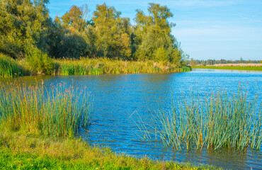 The edge of a lake in a sunny autumn,  Almere, Flevoland, The Netherlands, October 15, 2024